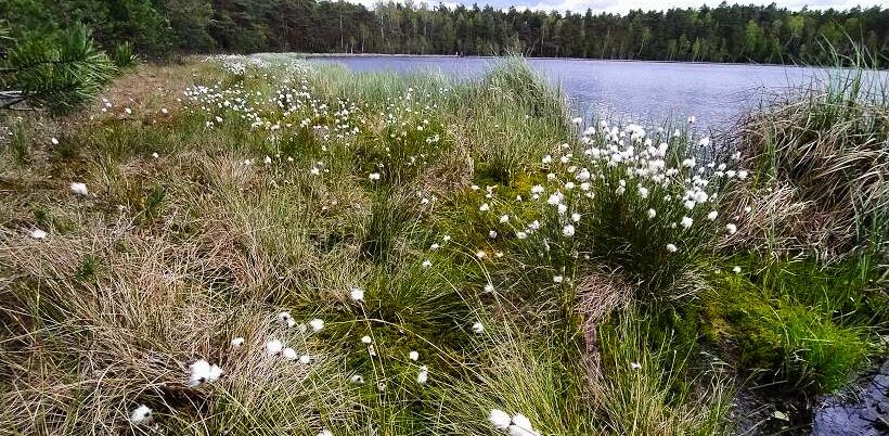 Болотная пушица на
