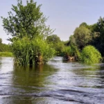 Река Бобр беларусь